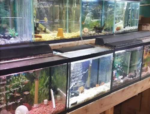 freshwater aquarium fish store
